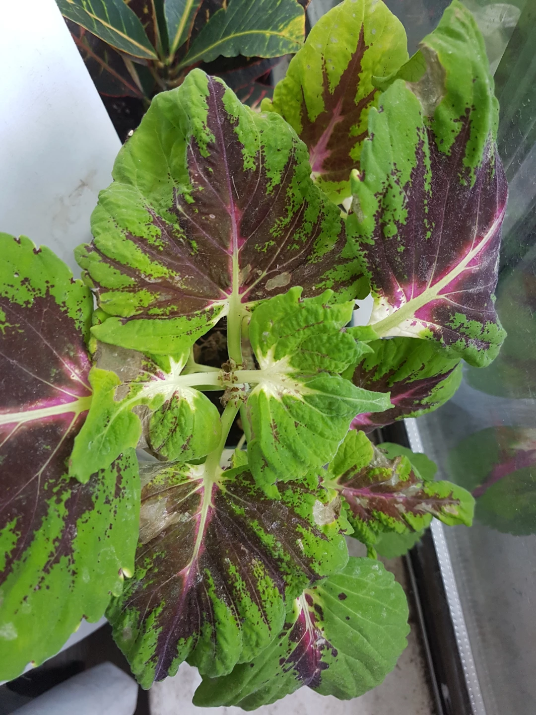 Coleus Plant - photo 3