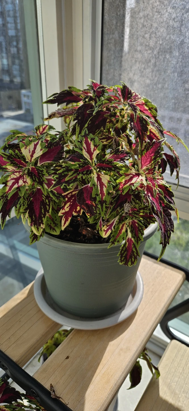 Colourful Potted Coleus Plant - photo 2