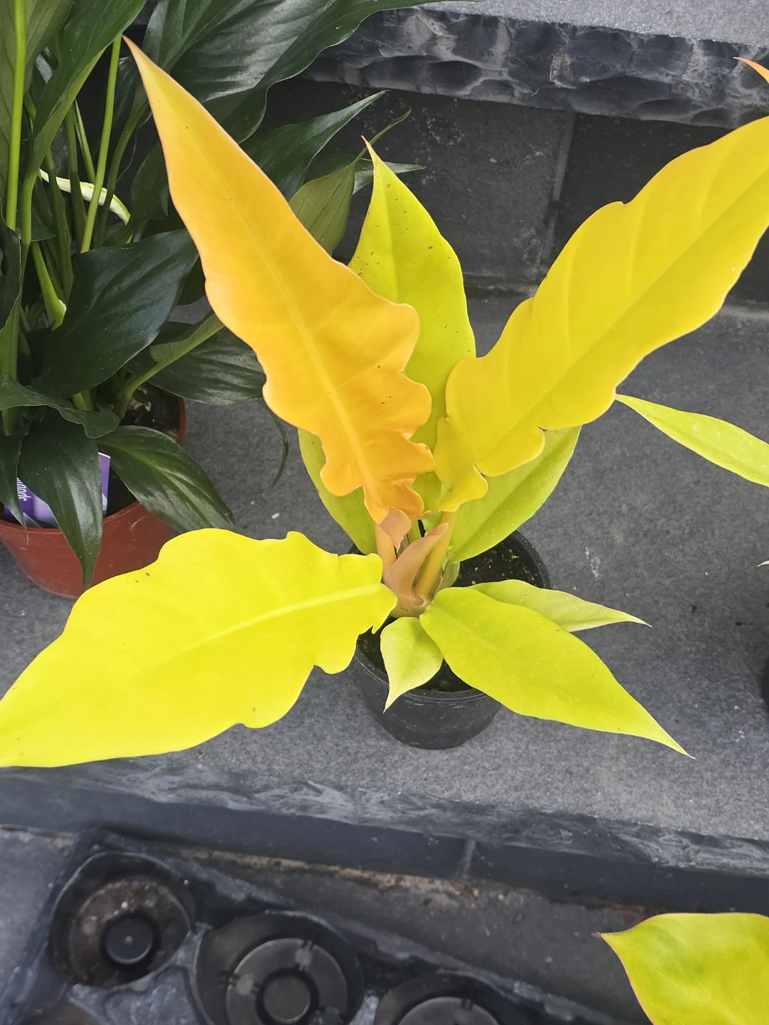 Philodendron ring of fire golden