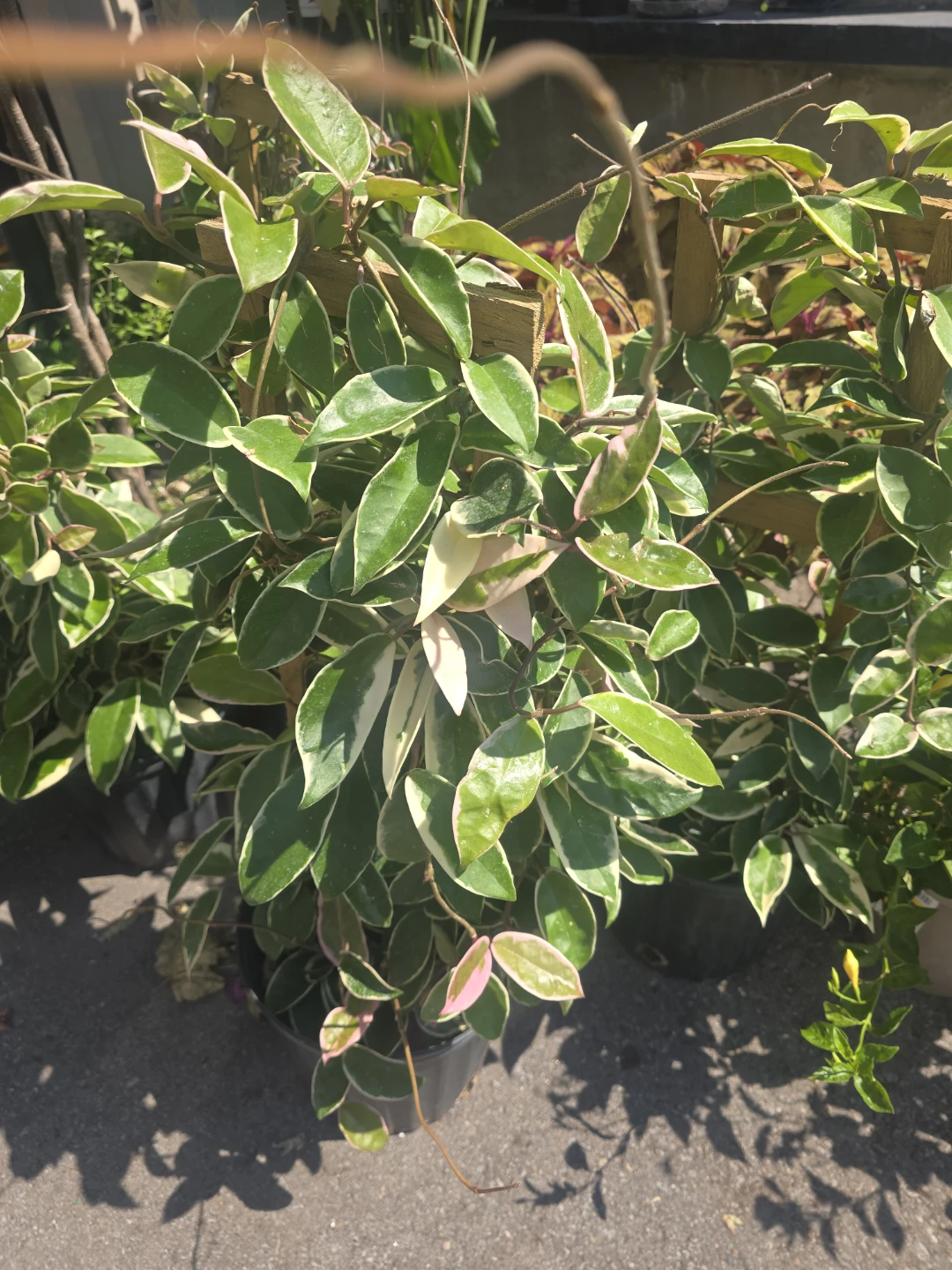 Hoya Carnosa krimson queen  fresh cutting - photo 3