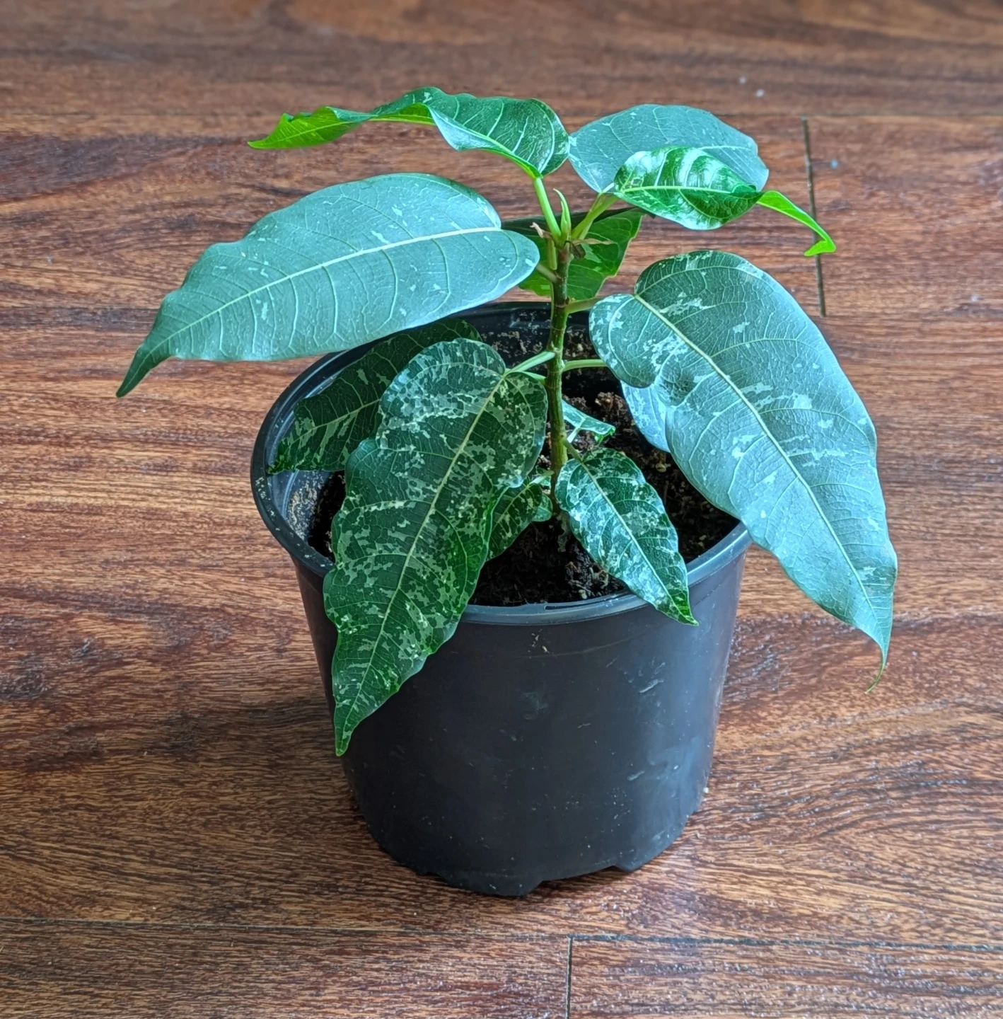 Ficus 'Cotton Colour' Plant