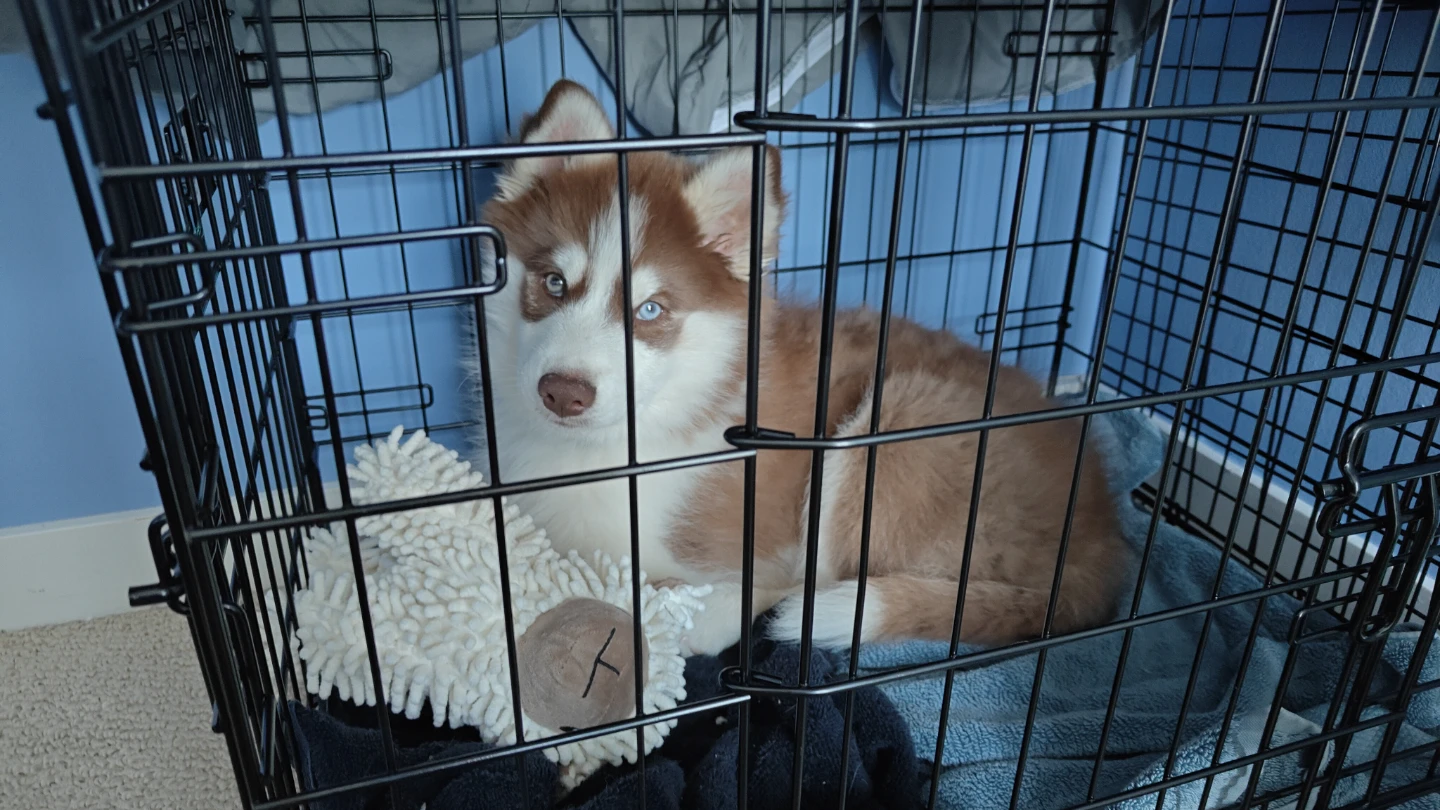 Small dog crate + Cover (24x18)