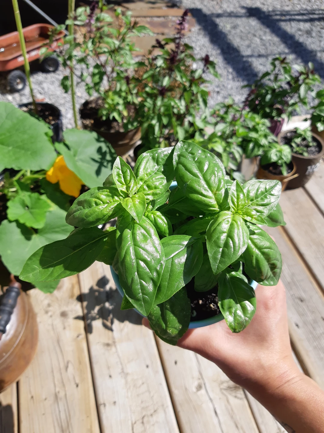 Lush and healthy scented basil - photo 2