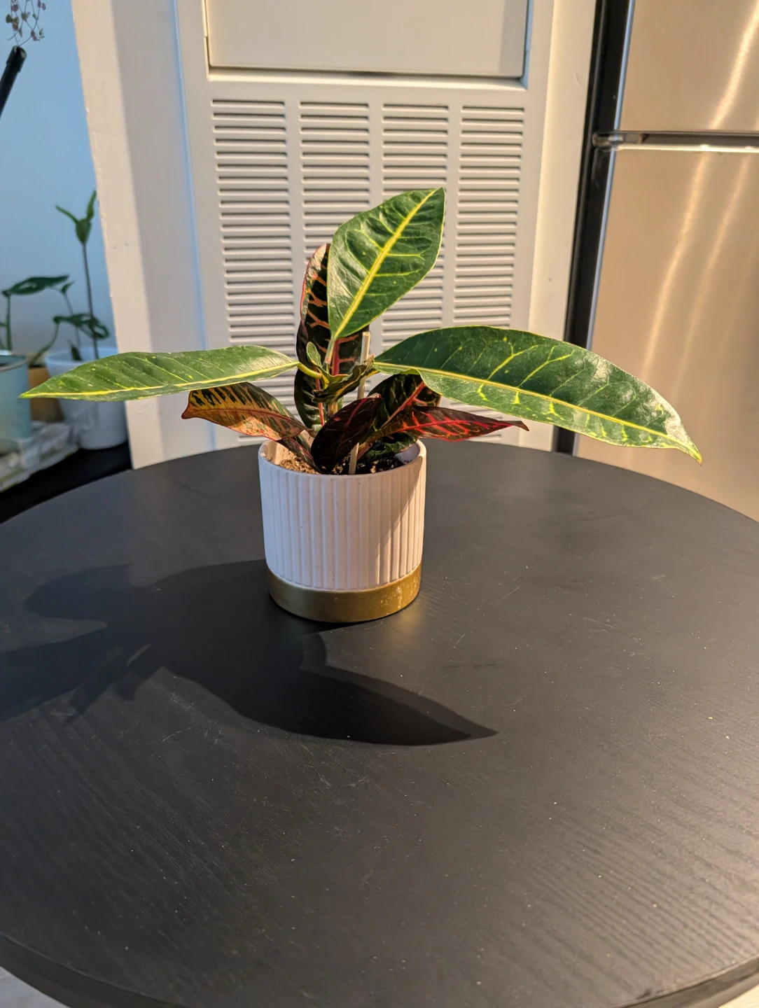 Croton Plant in Pink and Gold Pot