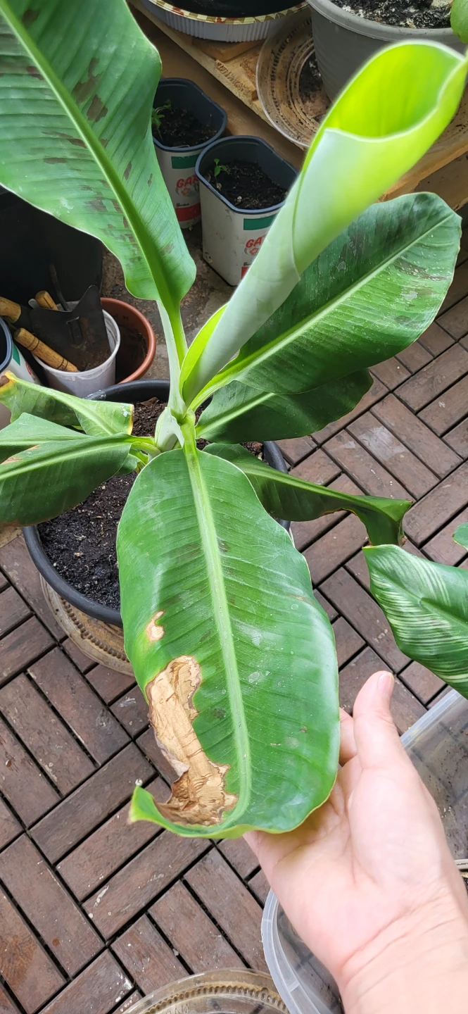 Banana Plant_ price is FIRM - photo 4