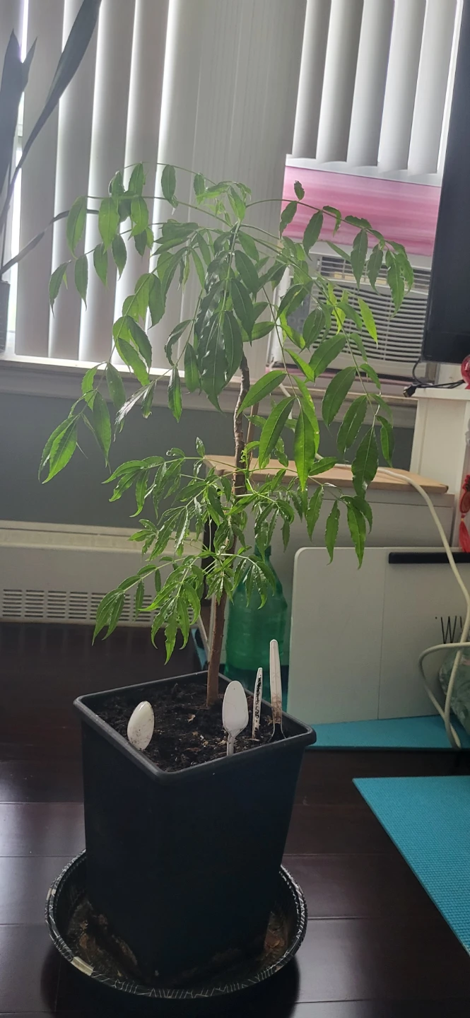 June plum  Plant/Ambarella/Cây cóc - photo 2