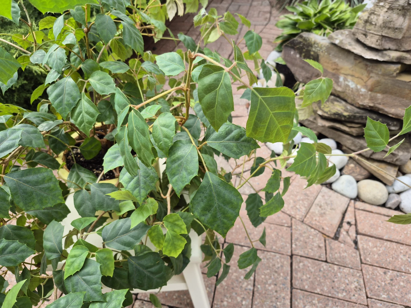 Great Healthy Potted Plant (GREAPE IVY) - photo 2