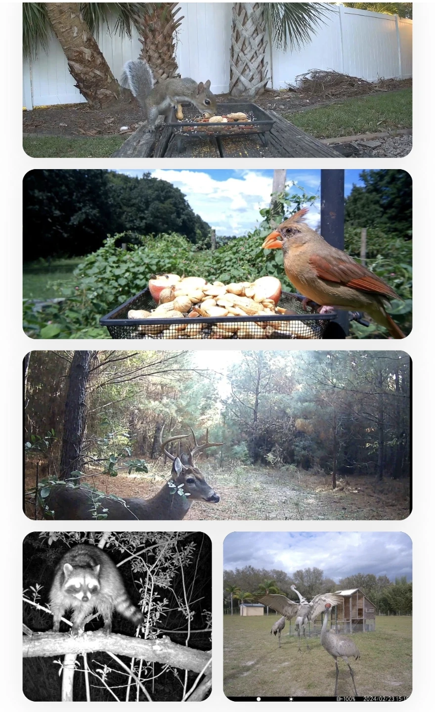 VOODEAK TC33 Digital Wildlife Camera - BRAND NEW - photo 5
