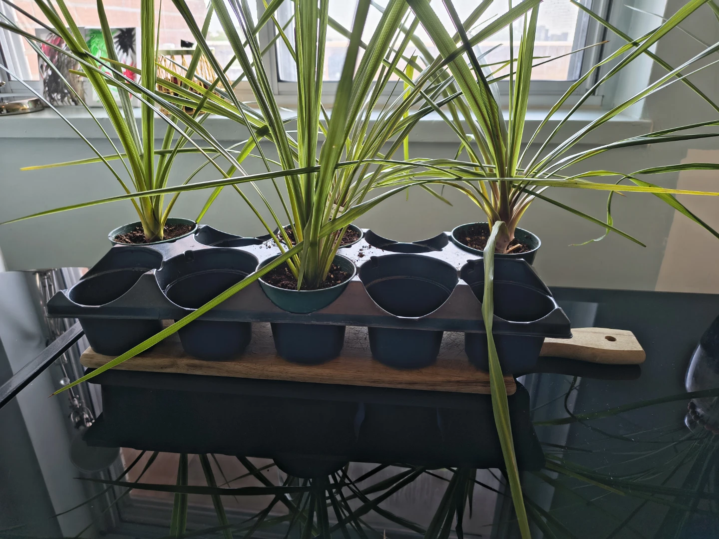 Assorted House Plants in Decorative Pots - photo 3