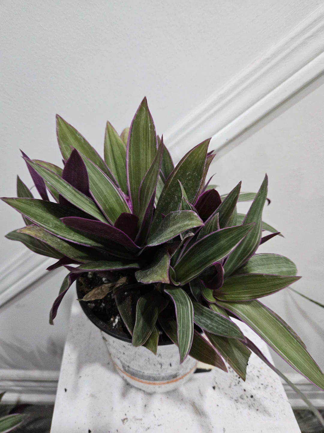 Tradescantia Spathacea (Moses-in-the-Cradle) Plant - photo 3