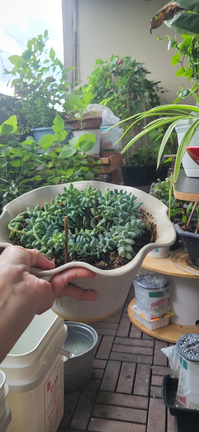 Burro's Tails succulent - photo 5