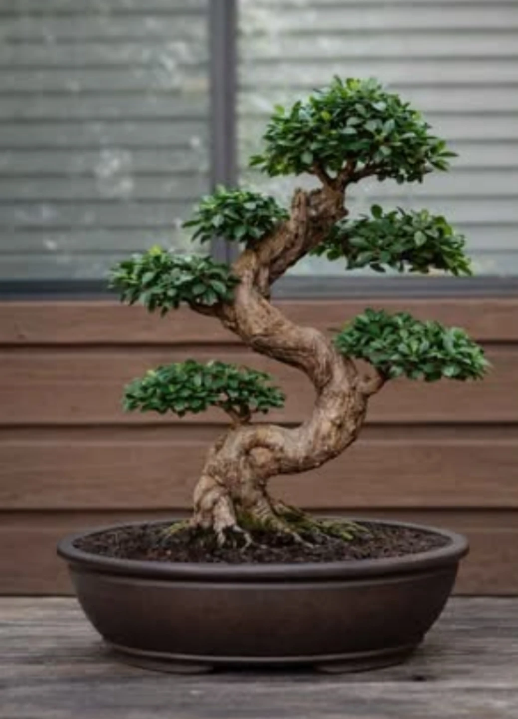 Bonsai Tree In Training – Unique S-Curve Trunk - photo 3