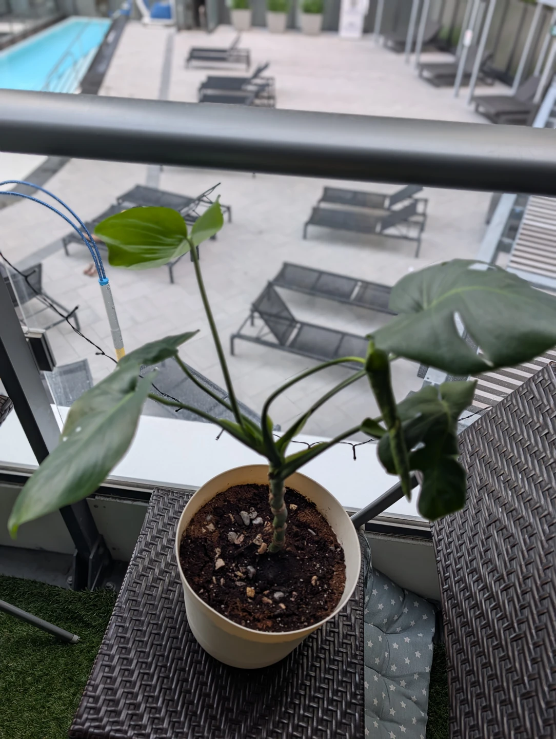 Monstera Deliciosa Plant - photo 3