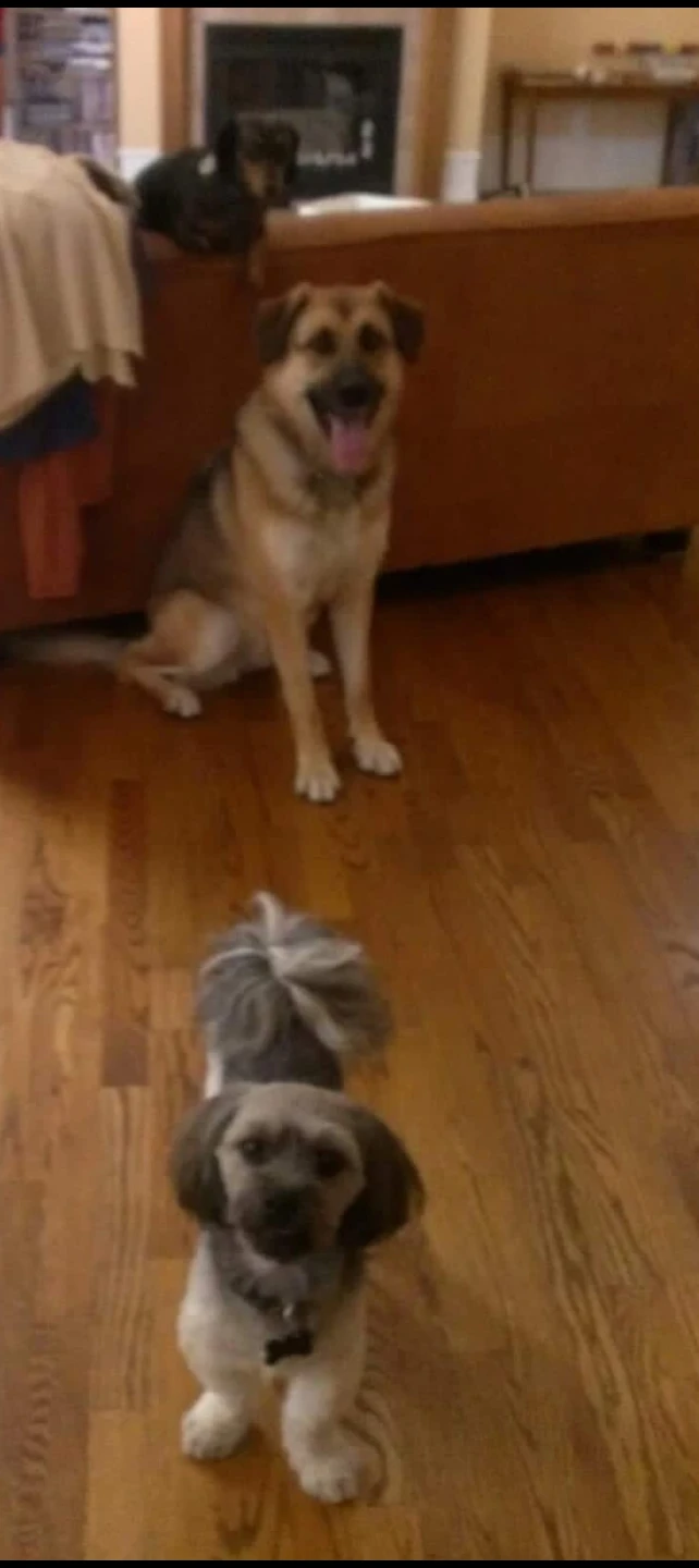 Reliable Dog Walker & In-Home Pet Sitter - Ottawa - photo 5