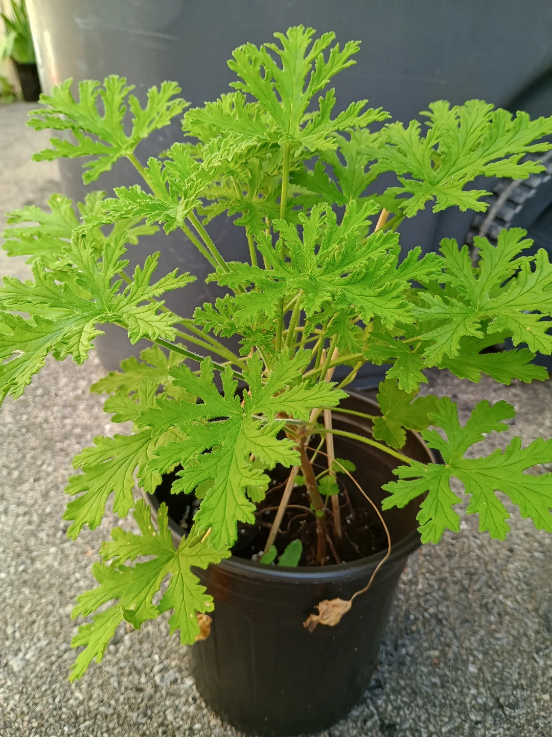 Citronella Plant in Pot