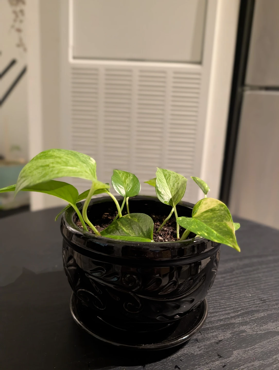 Pothos Plant in Black Pot