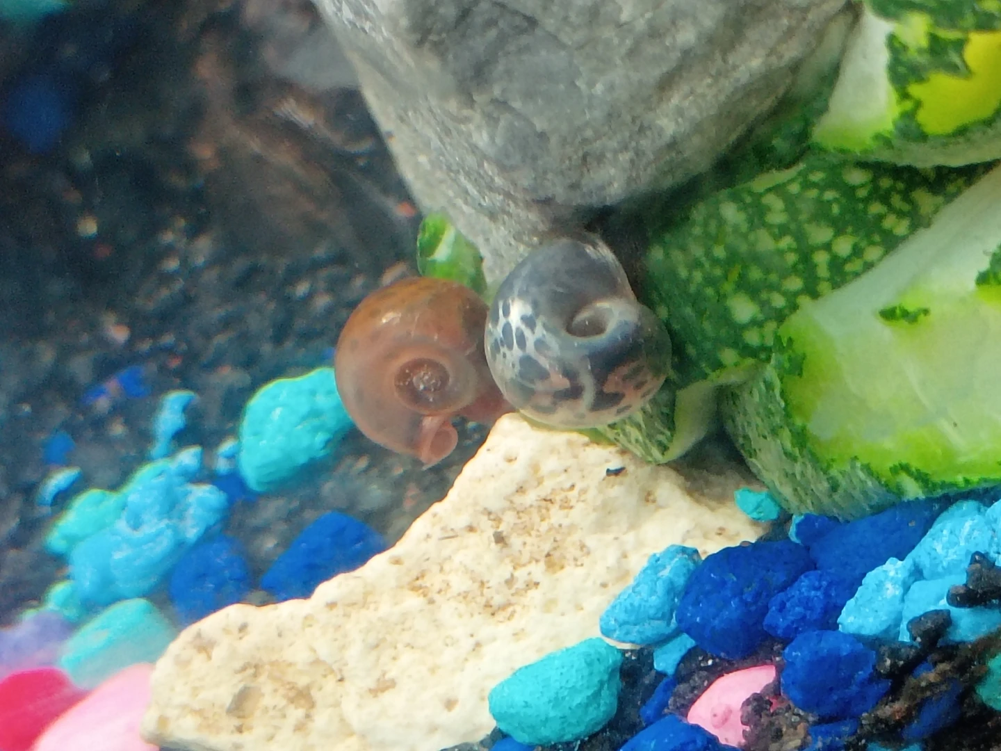 Ramshorns Tank - photo 2