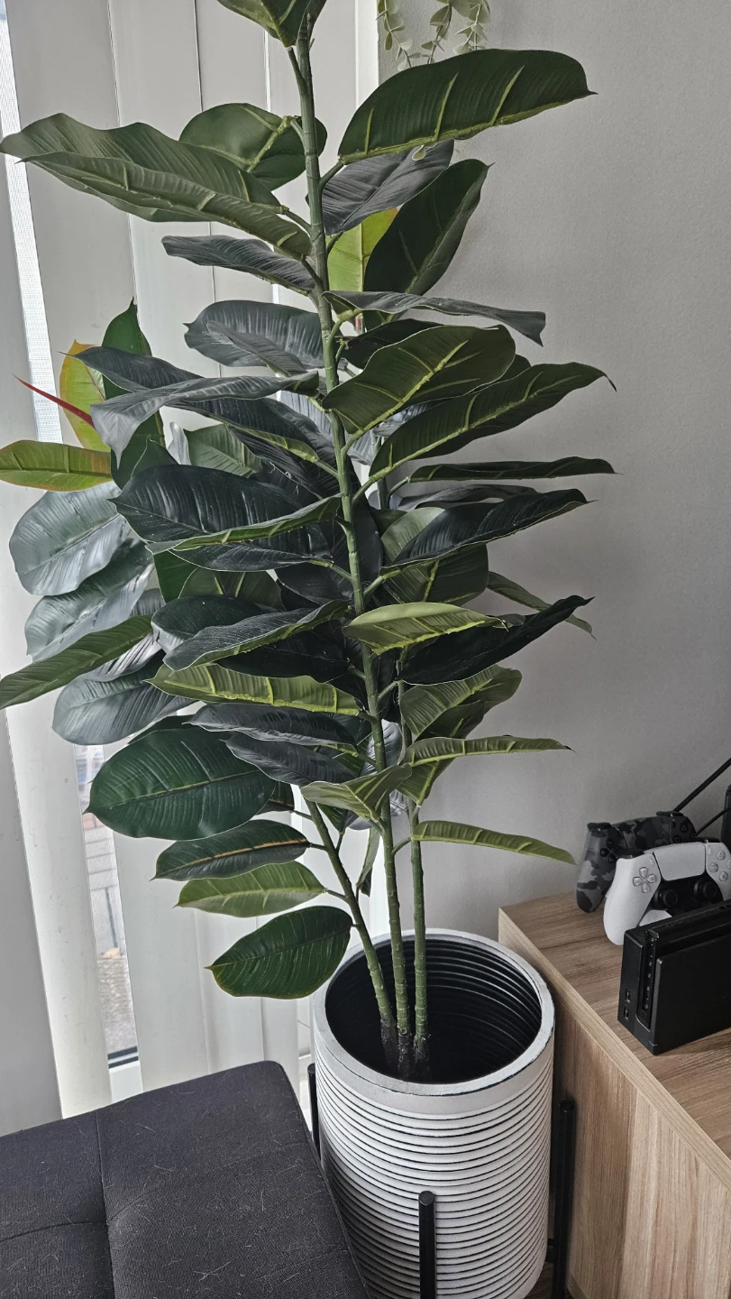Tall Ficus Elastica Plant in Decorative Pot
