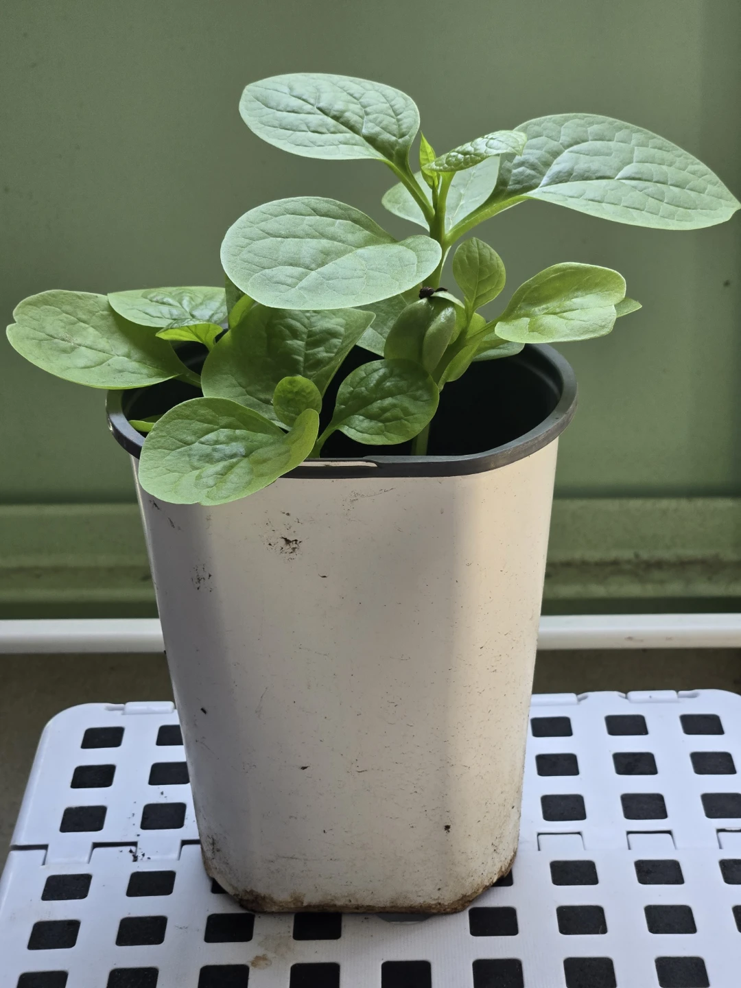 Malabar Spinach Plant in Pot