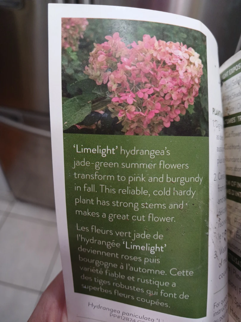 Beautiful Hydrangea Limelight and Bobo shrubs - photo 2