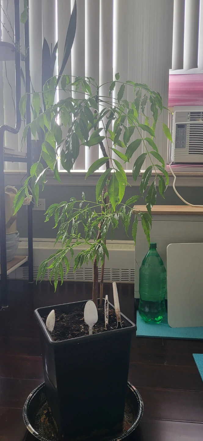 June plum  Plant/Ambarella/Cây cóc - photo 3