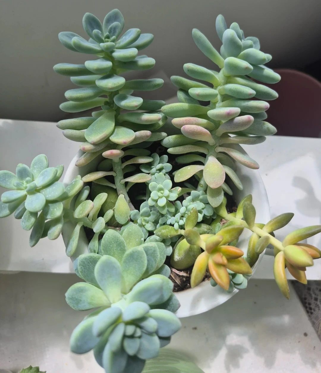 Mixed Succulent Arrangement in White Mug