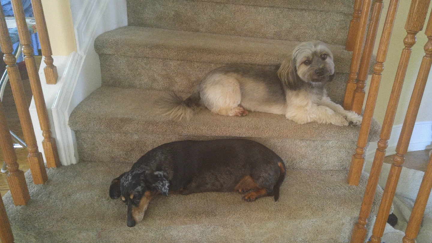 Reliable Dog Walker & In-Home Pet Sitter - Ottawa - photo 3