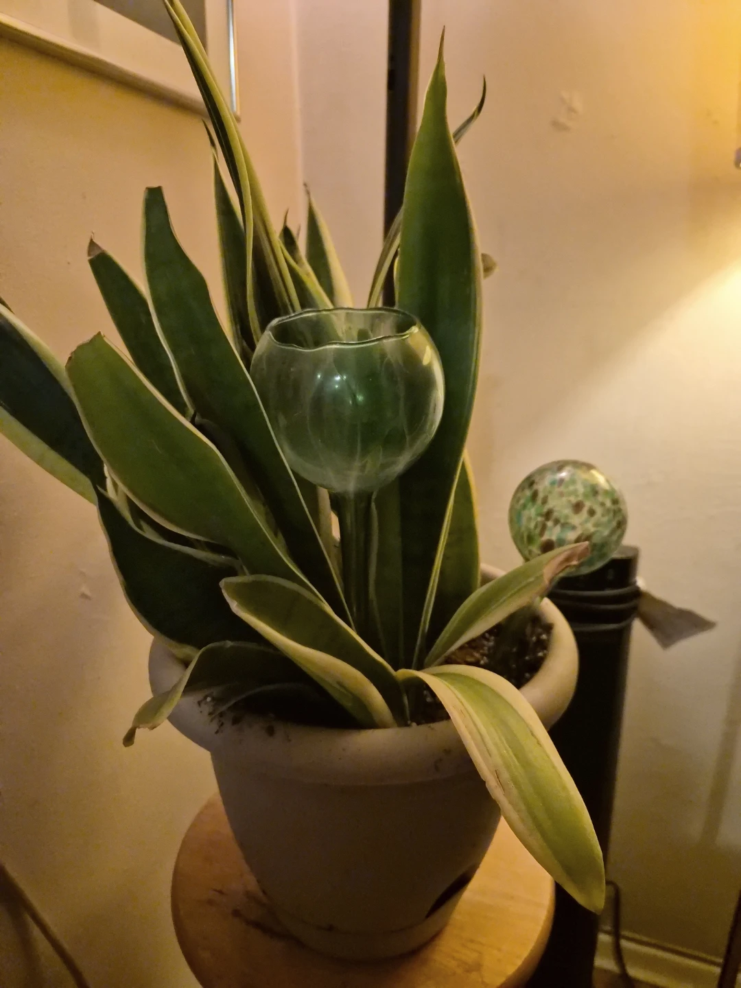 Mature Snake Plant in Pot/w  one  glass watering globe - photo 5
