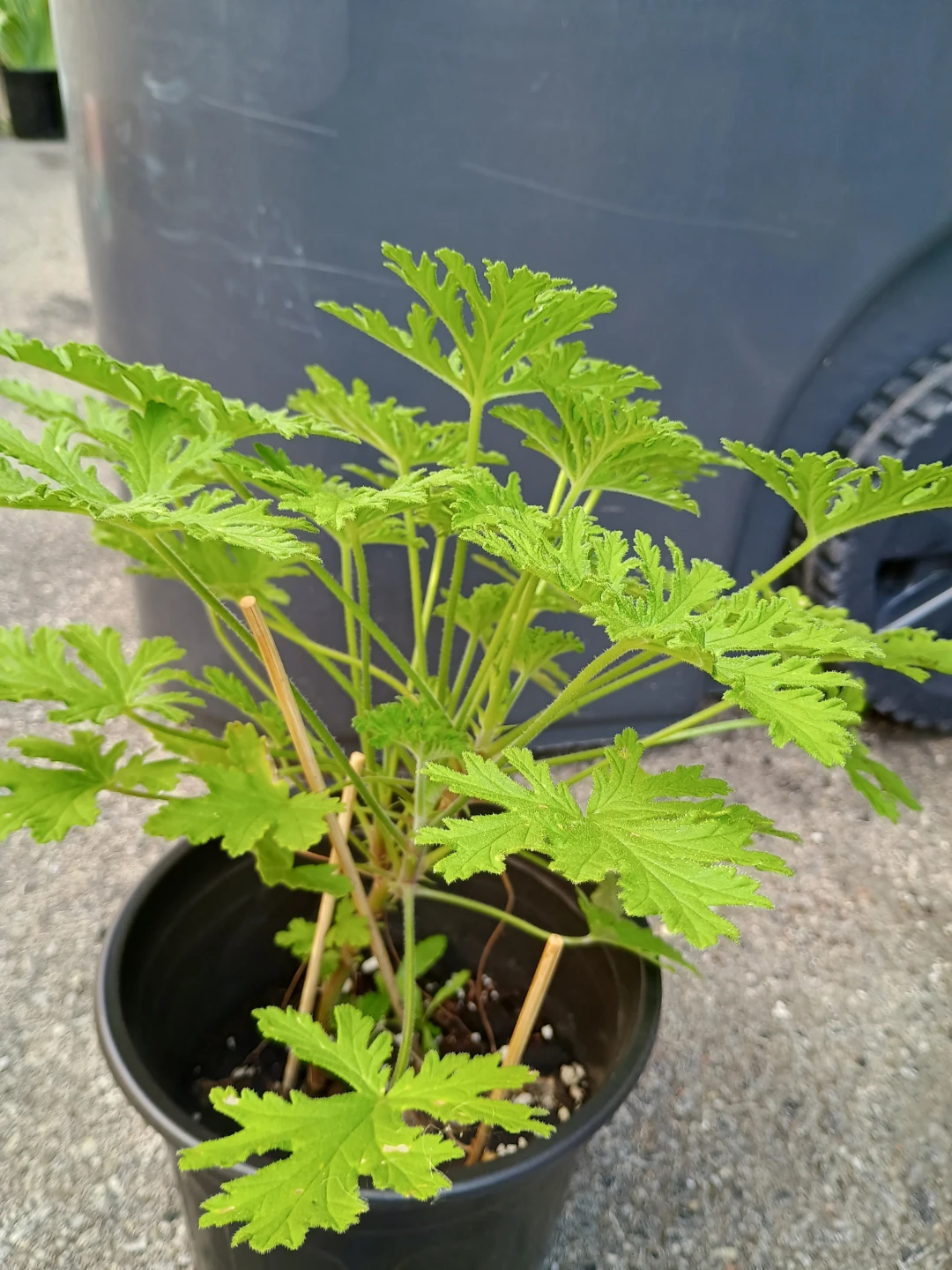 Citronella Plant in Pot - photo 3