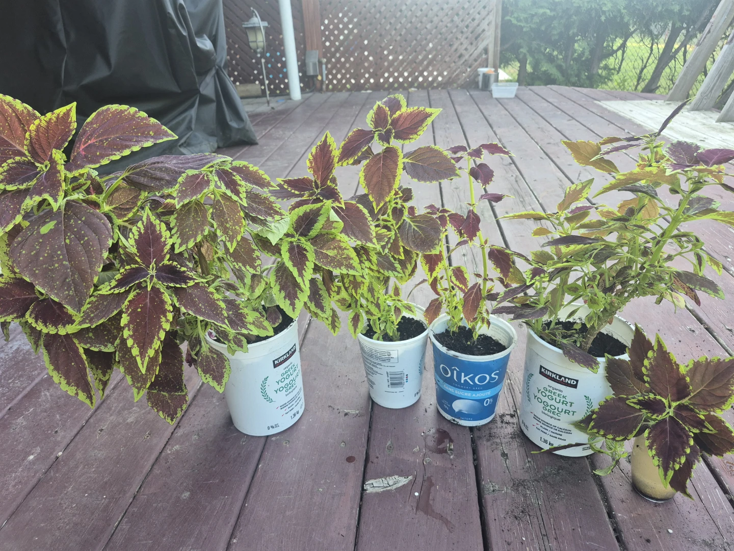 Coleus Plants in Yogurt Containers