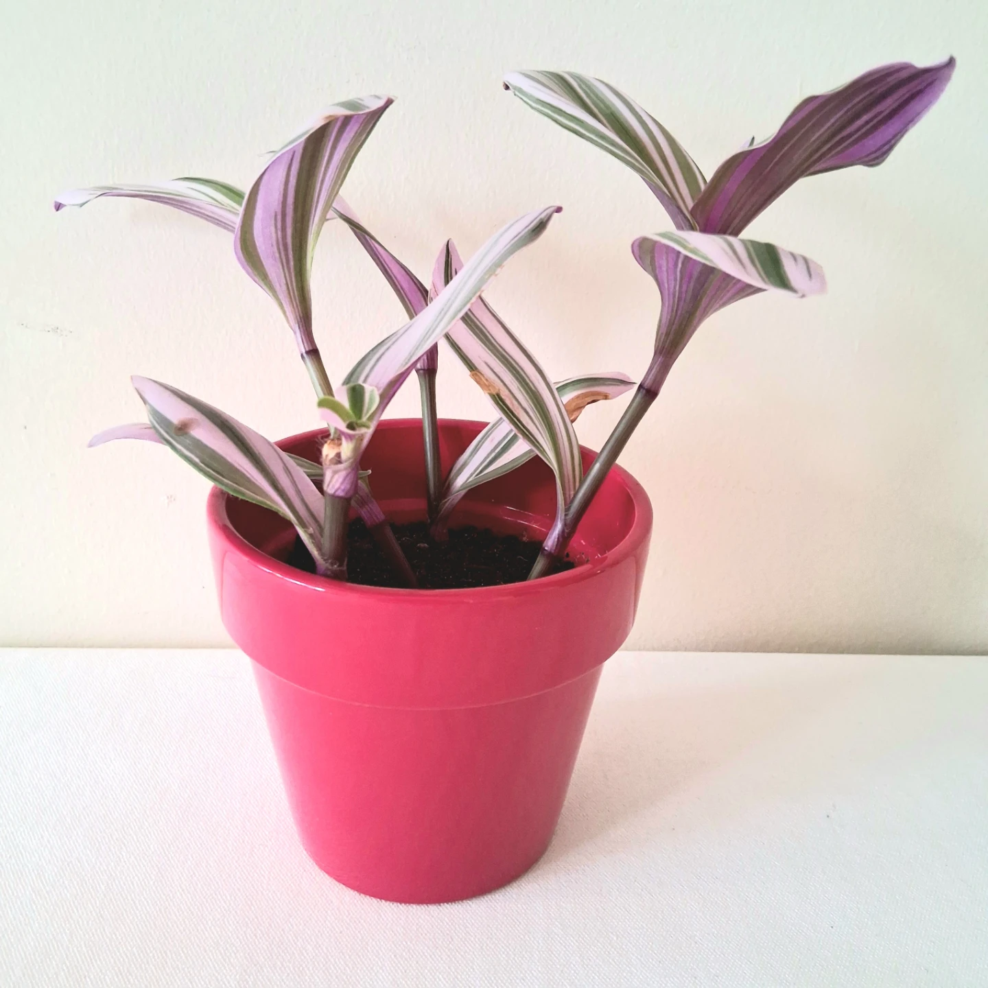 🌱 Fantasy Venice in Ceramic Pot 💜 - photo 2