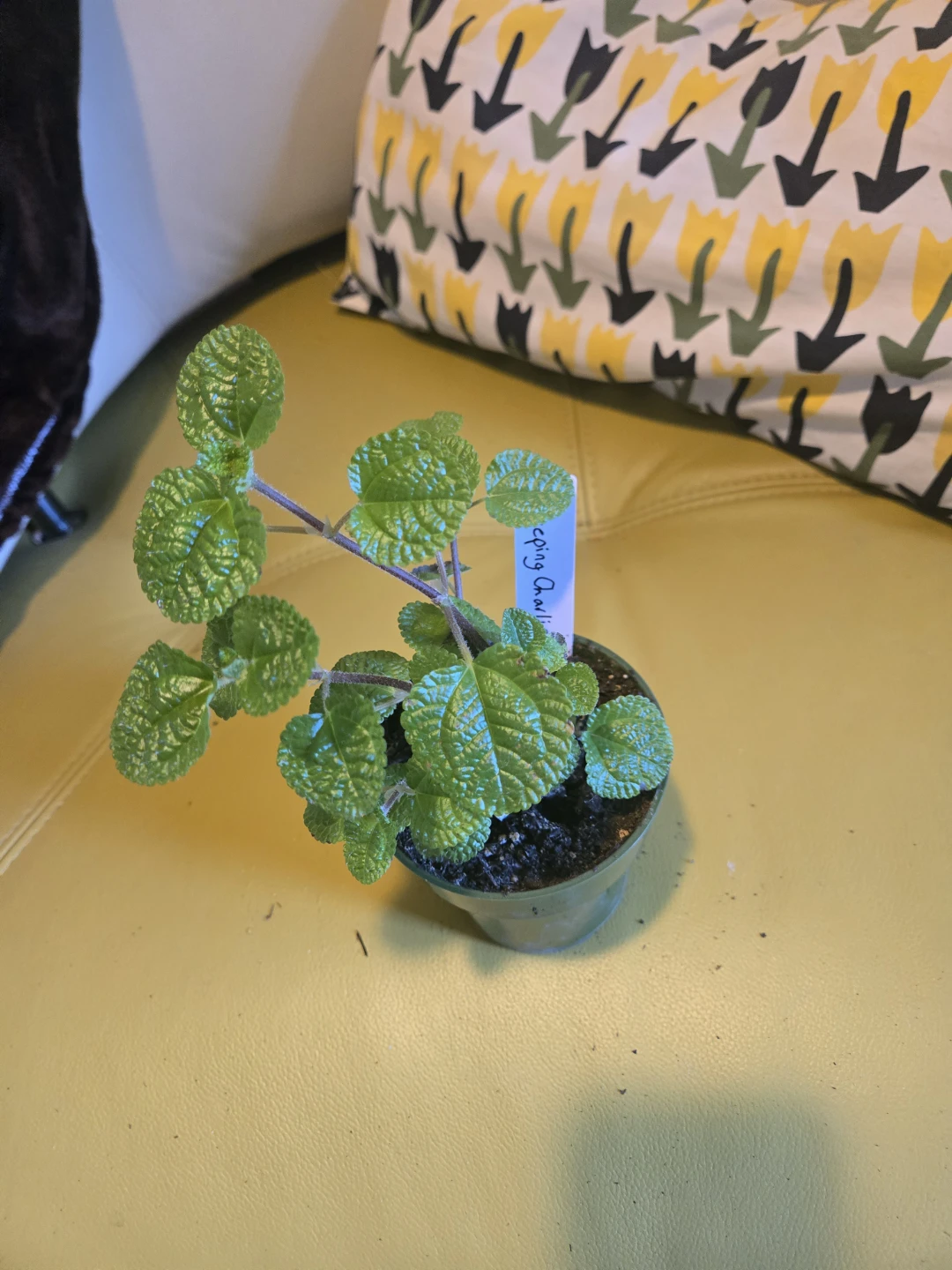 Variegated house plants - photo 5