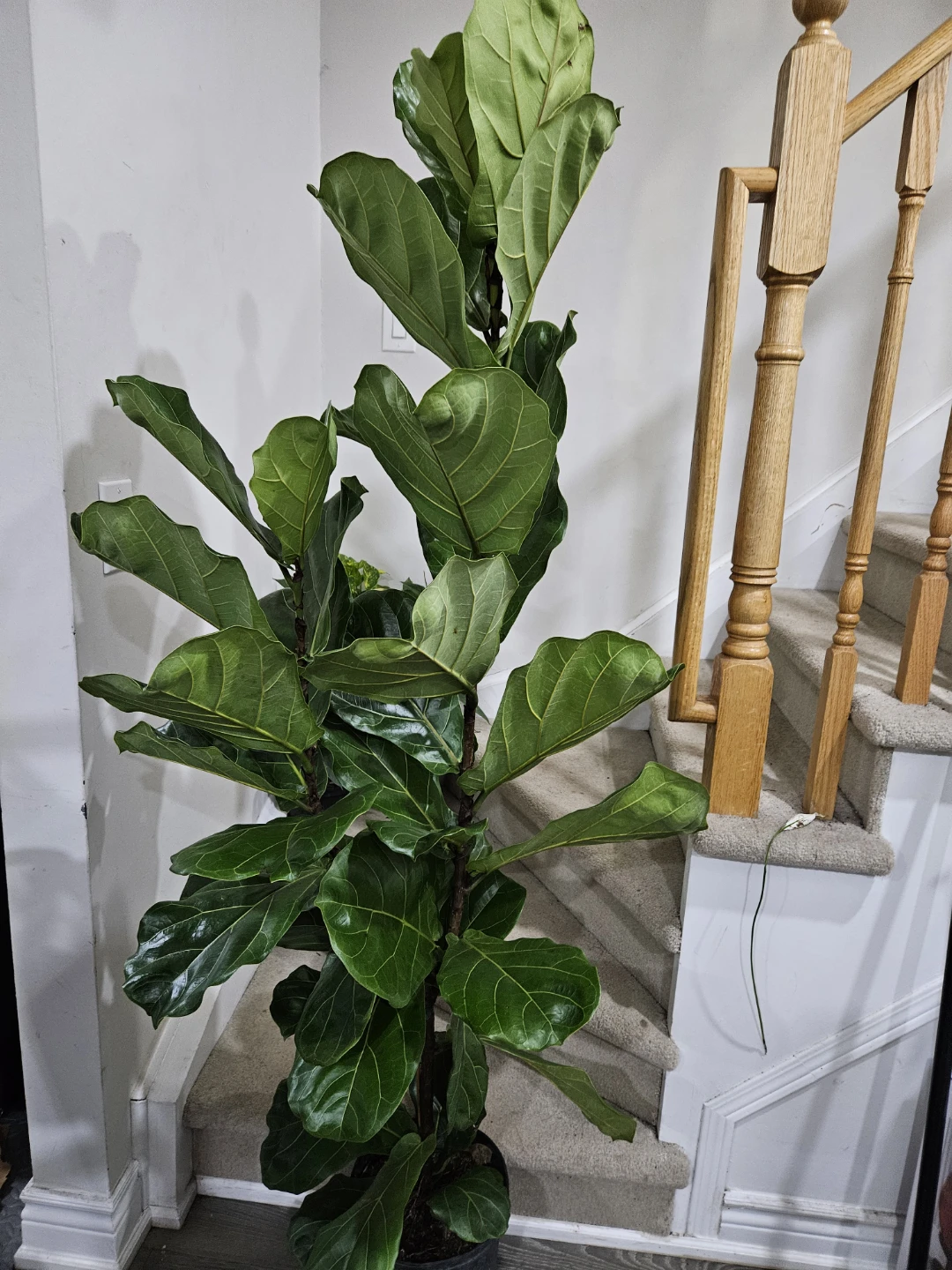 Fiddle Leaf Fig Plant more than 5feet - photo 3