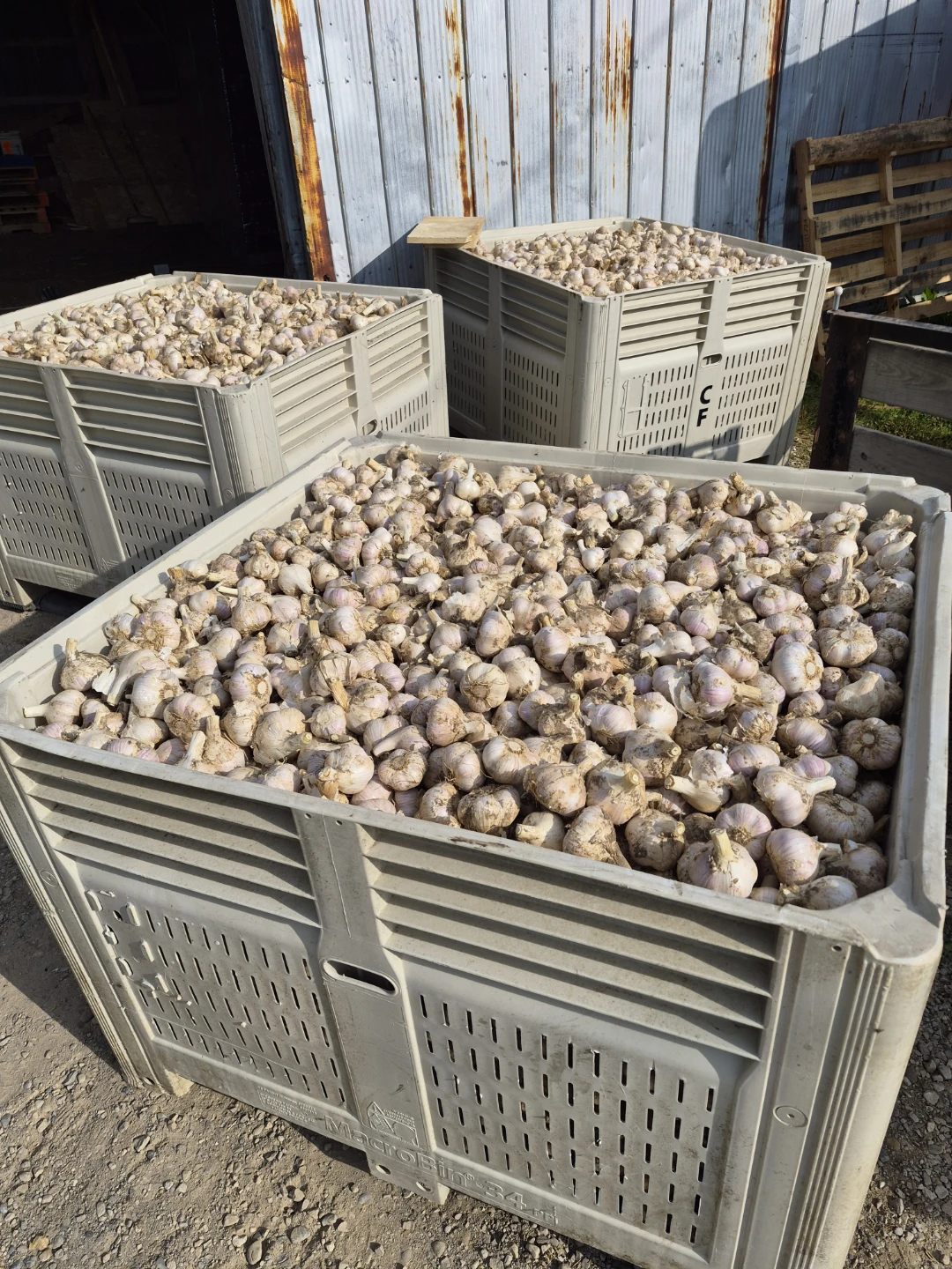 Fresh Garlic Bulbs