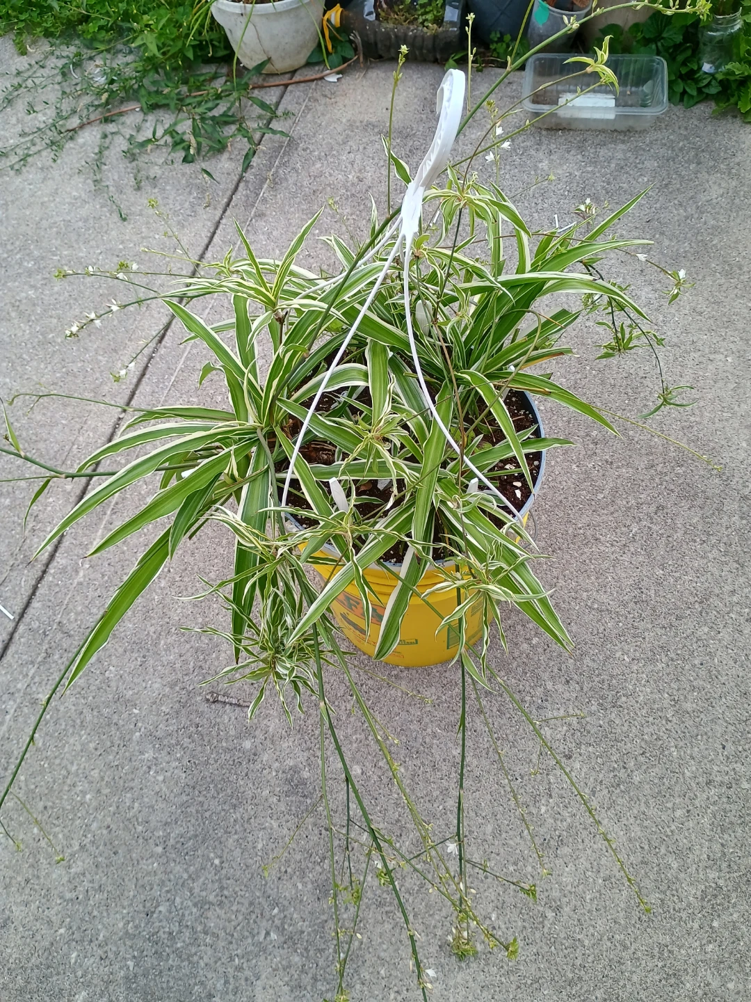Spider Plant - photo 5