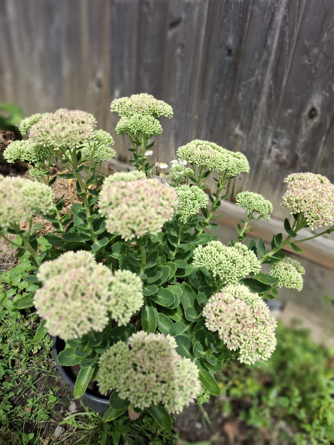 Sedum plant