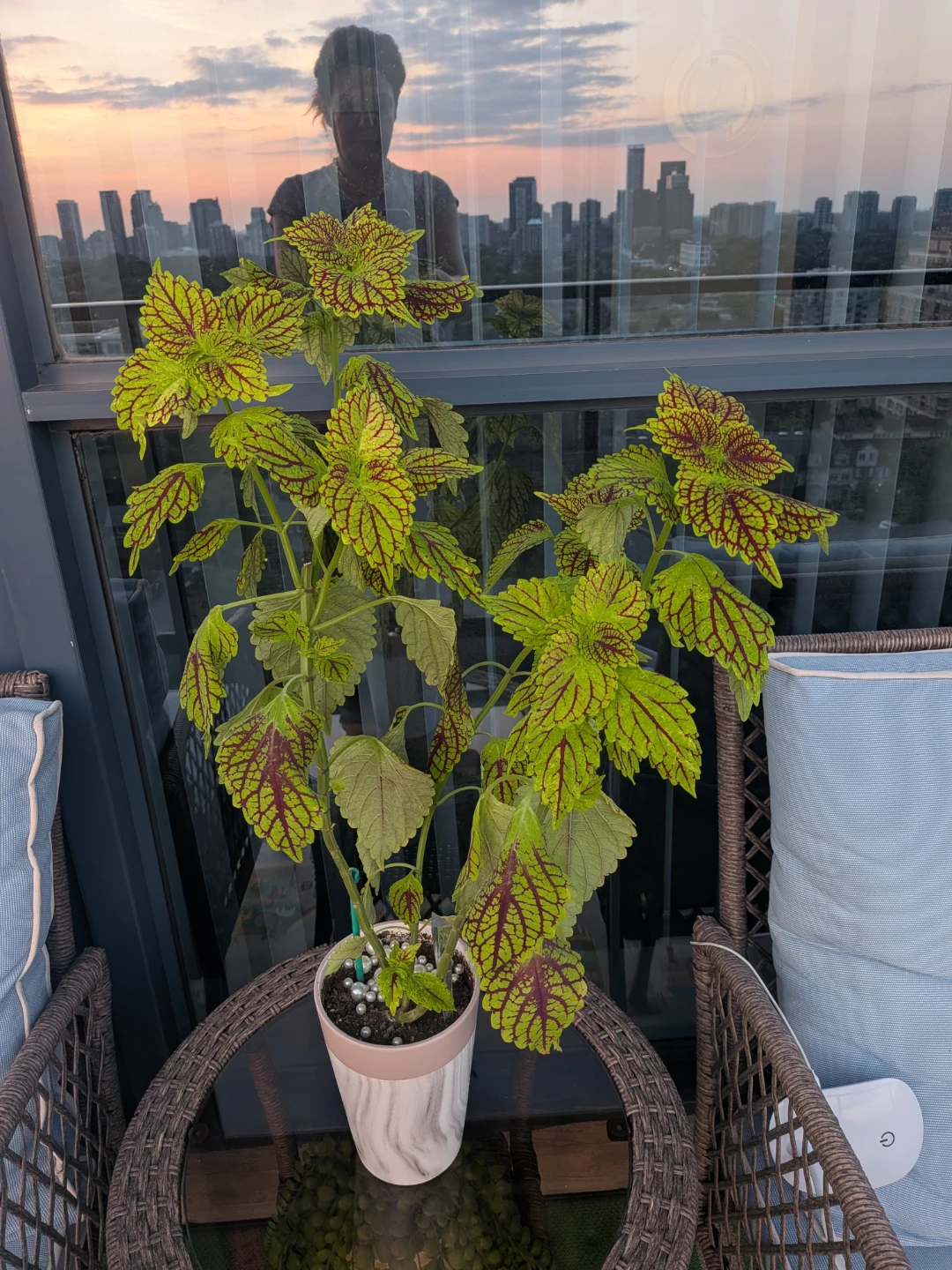 Coleus plant in decorative pot