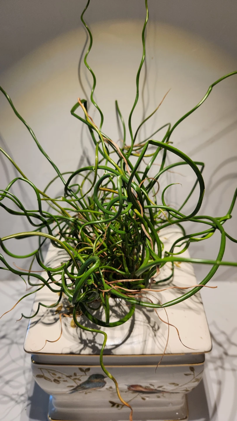 Upcycled whimsical kleenex box holder woth plants - photo 4