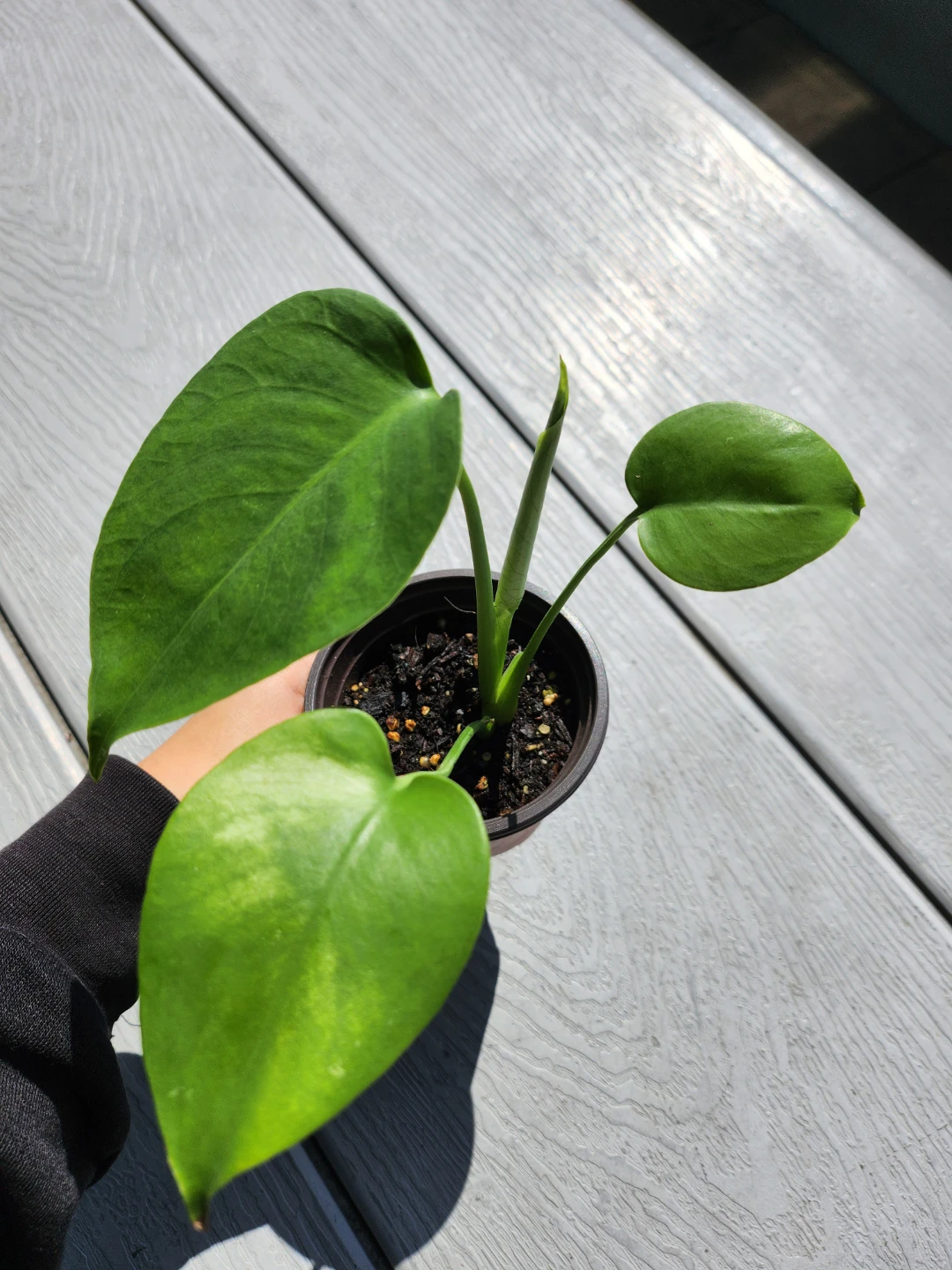 Monstera Deliciosa Plant in Pot