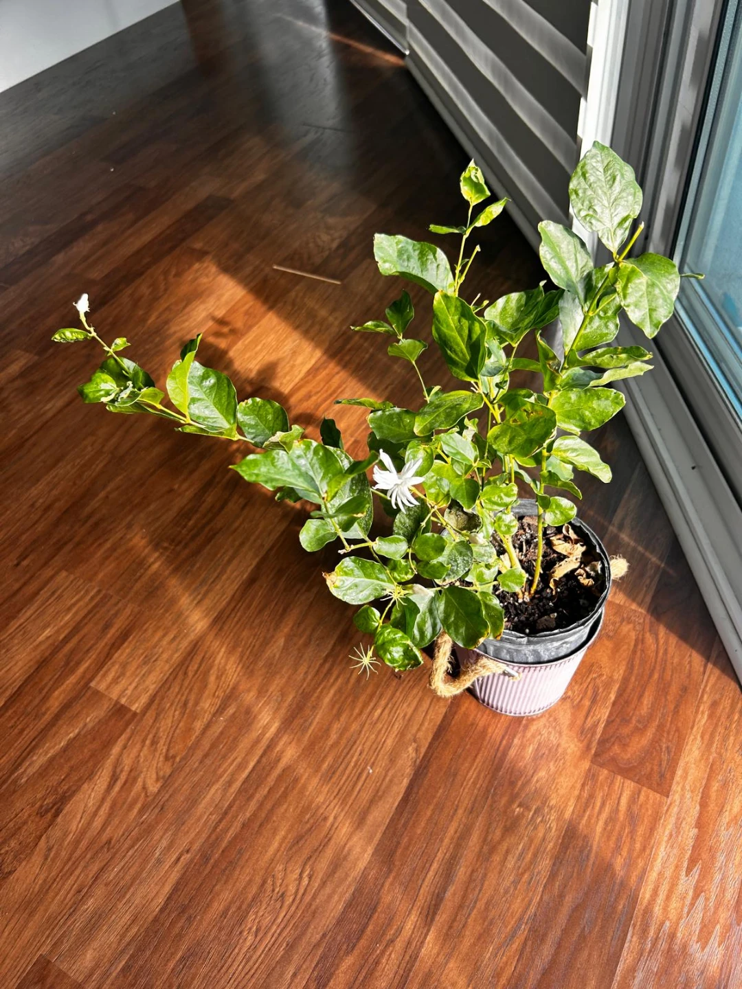 Jasmine Plant in Pot - photo 2