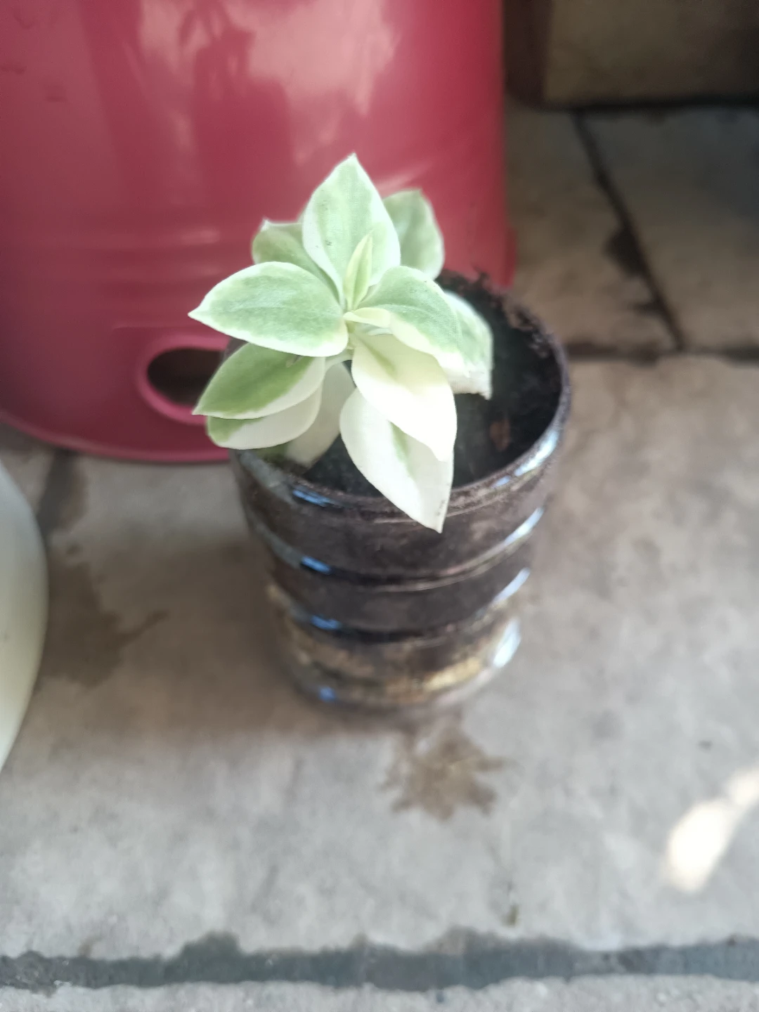 Baby sun rose Plant - photo 4