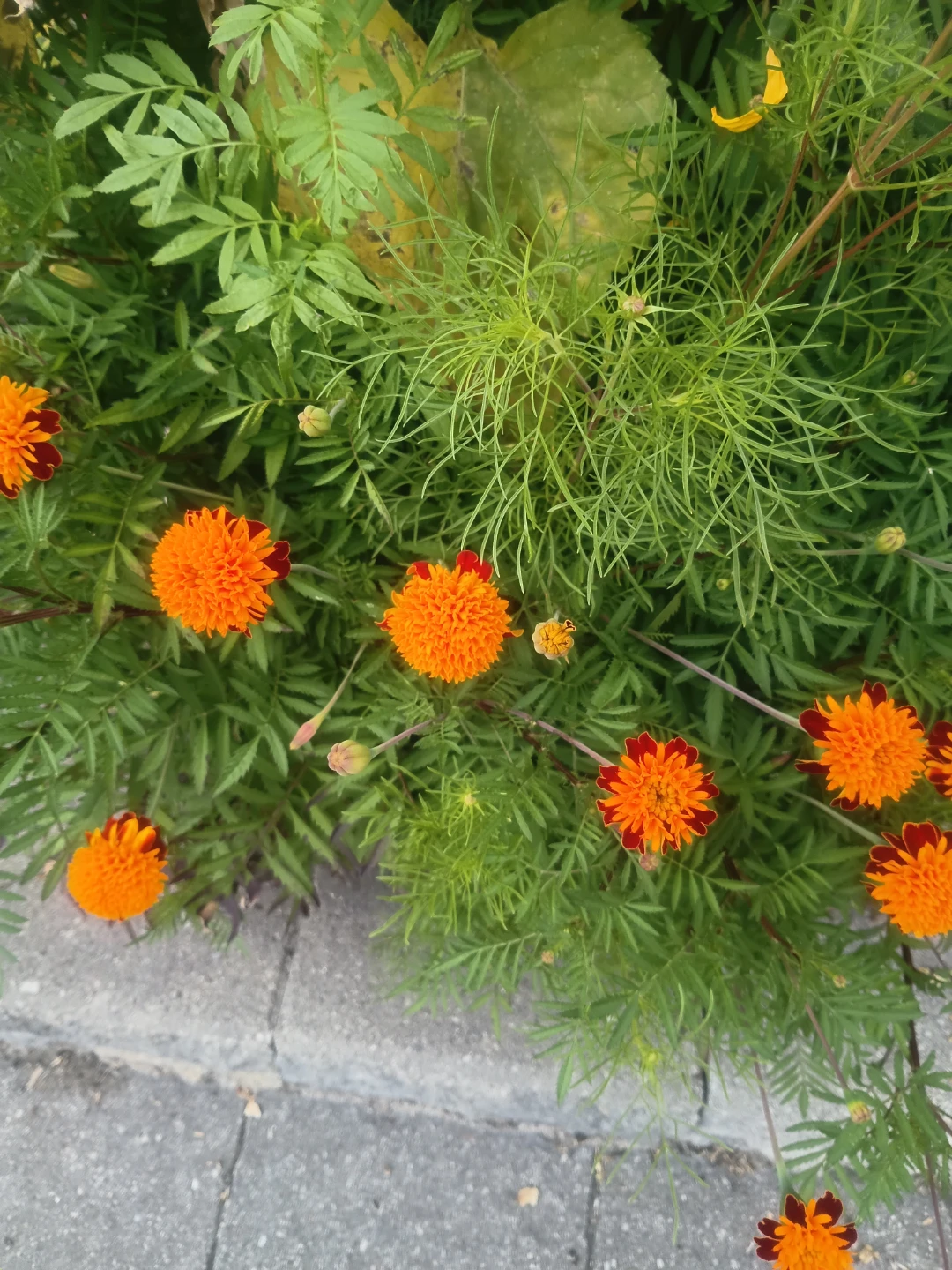 Orange Marigolds with Deep Red Centers