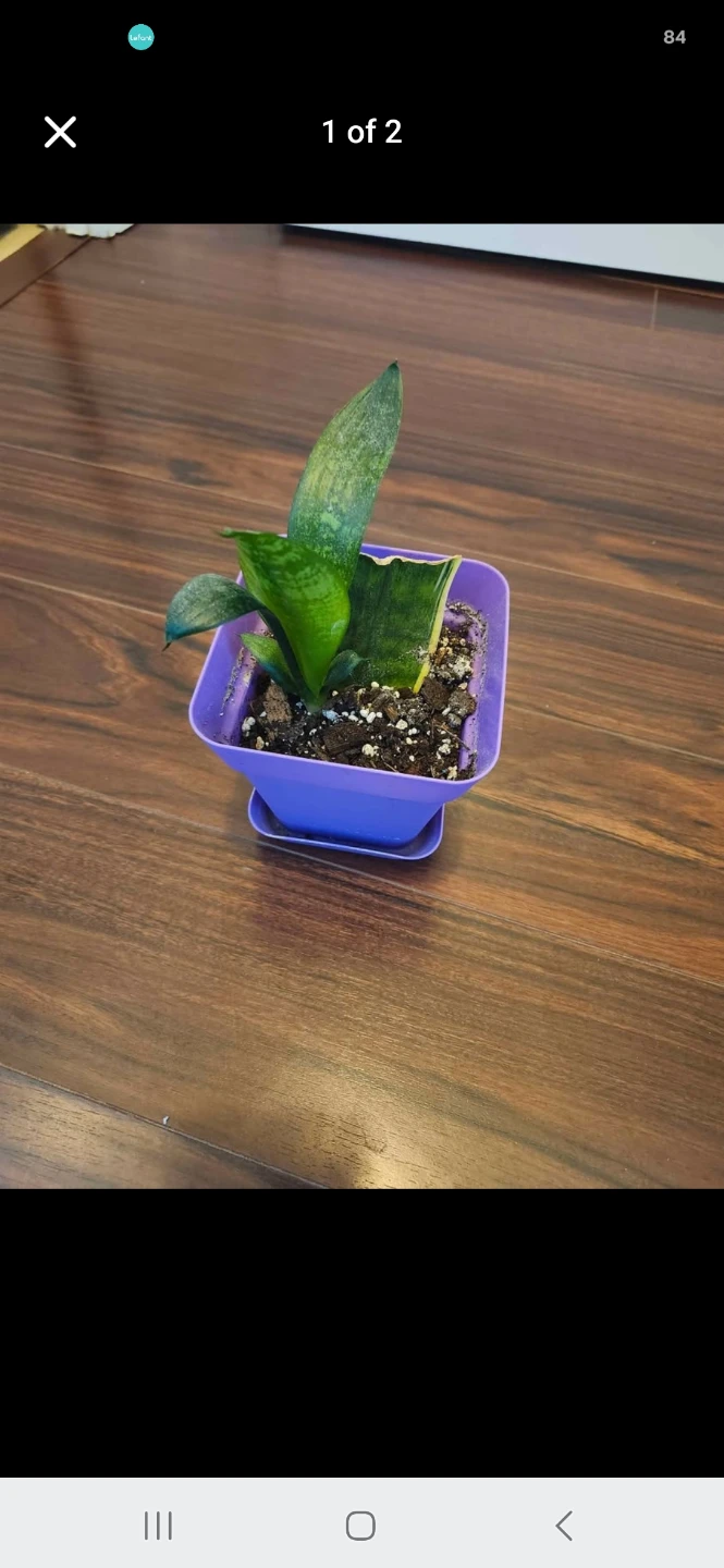 Snake Plant in Pot