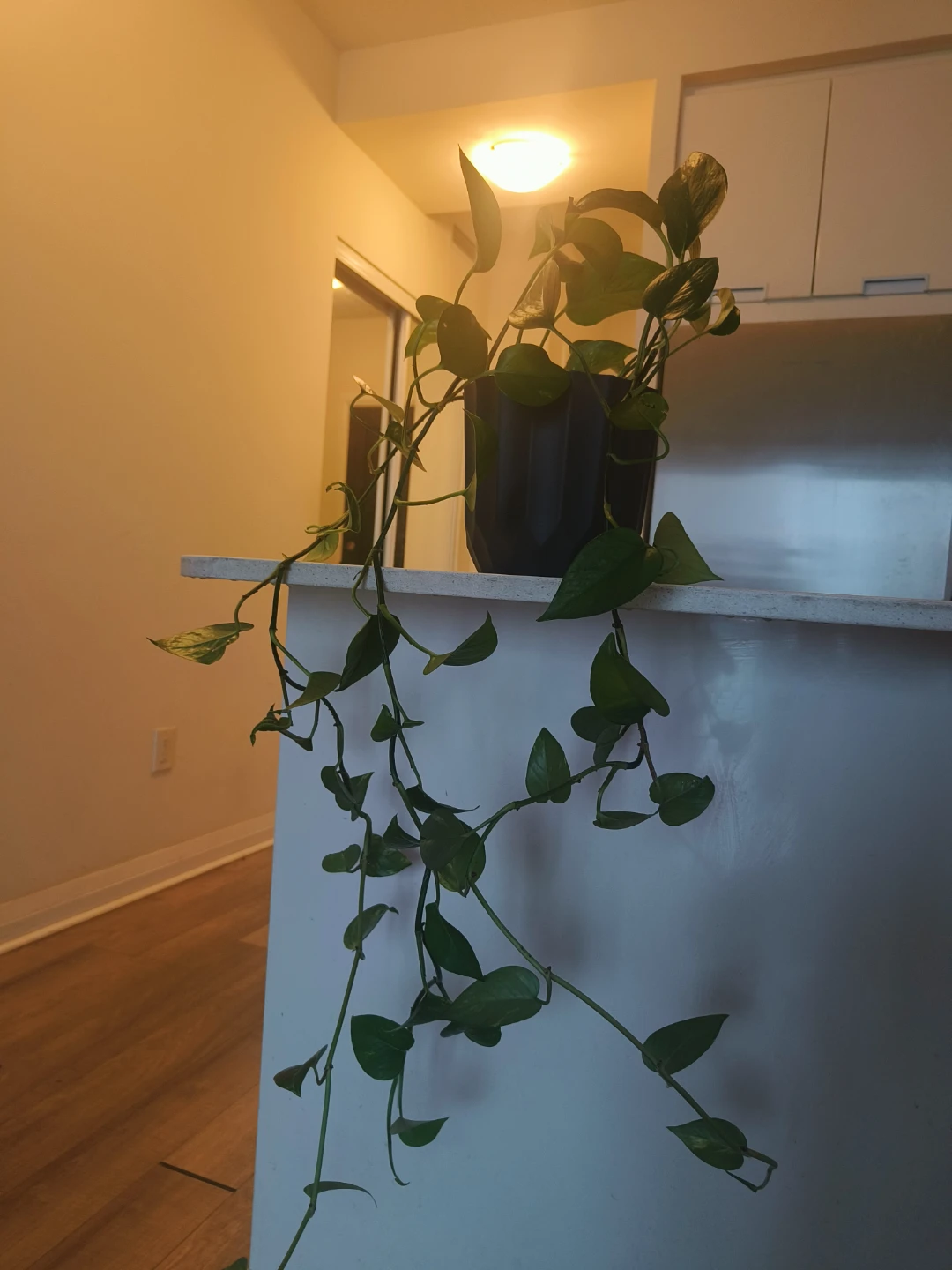 Pothos Plant in Black Pot - photo 2