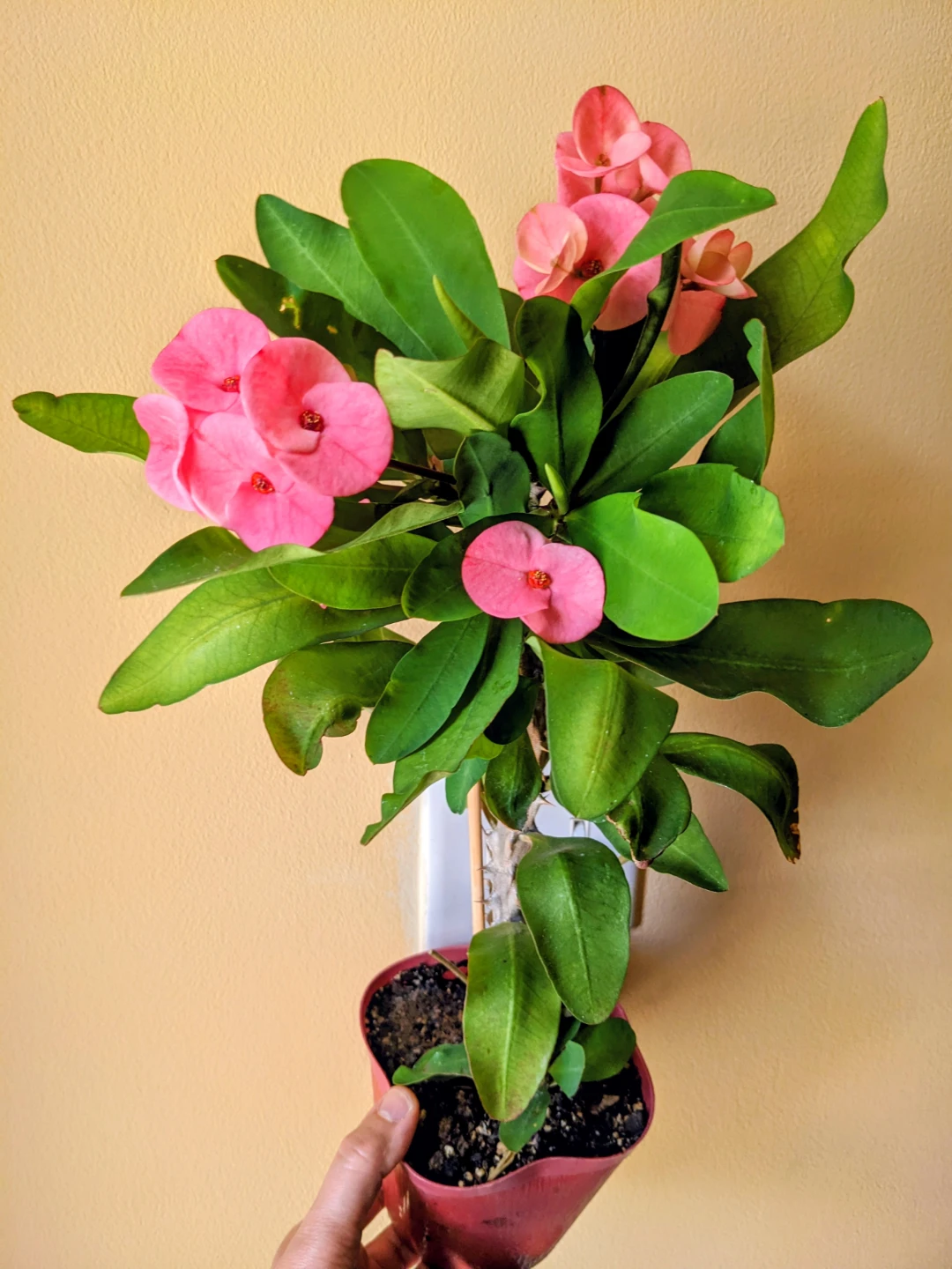 Euphorbia/Succulent/ Blooming cactus 16"
