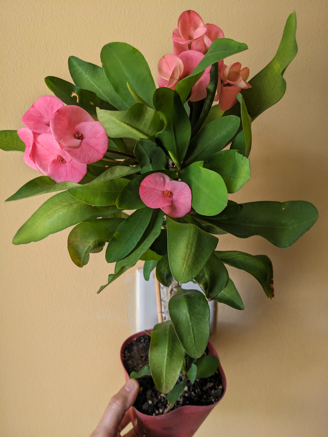 Euphorbia/Succulent/ Blooming cactus 16" - photo 2