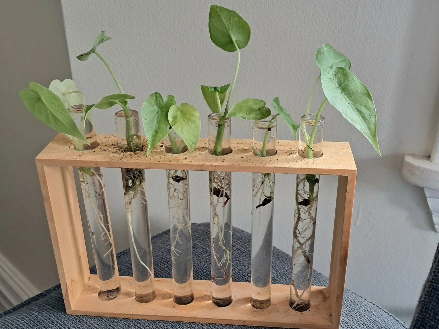 Baby Alocasia plants