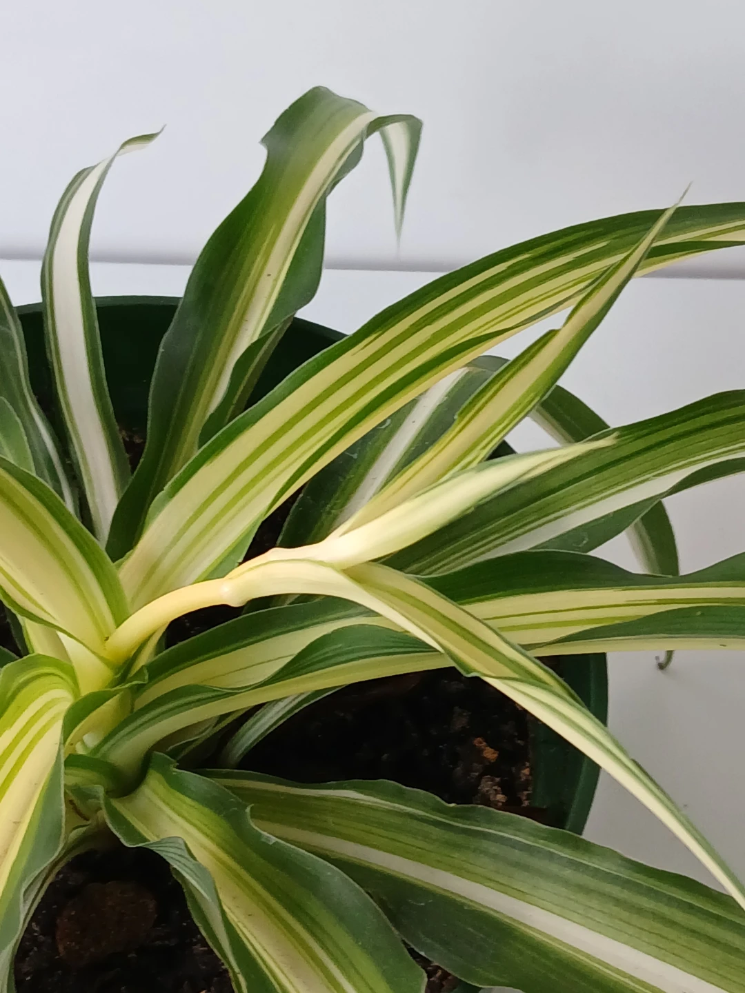 Variegated Spider Plant in 6"Pot. Fixed price. - photo 2