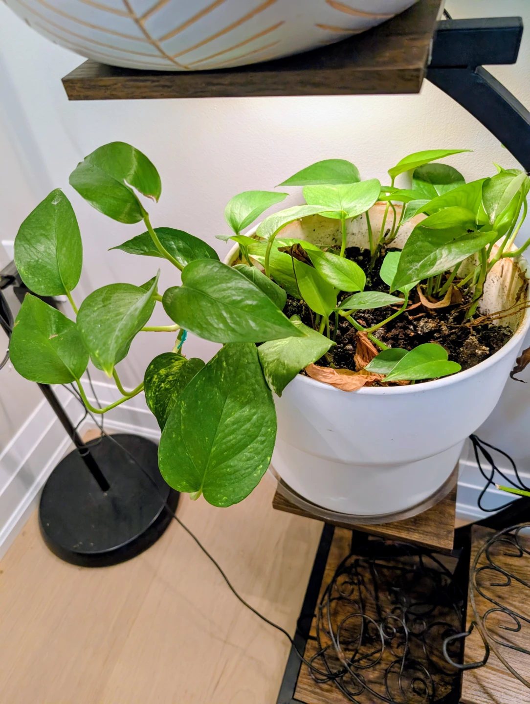 Two Pothos Plant in White Pot