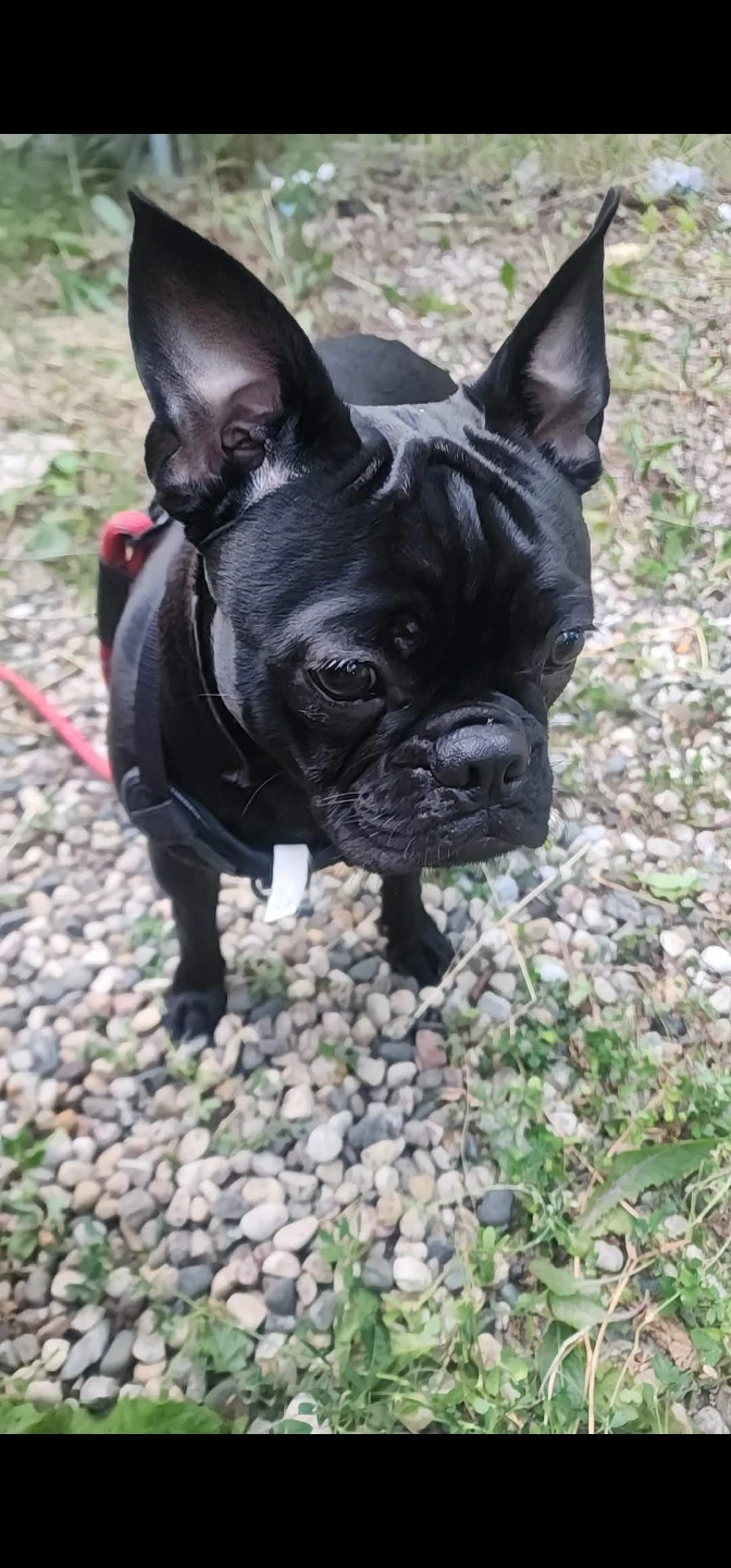 Black Frenchie🩵🩵 - photo 2